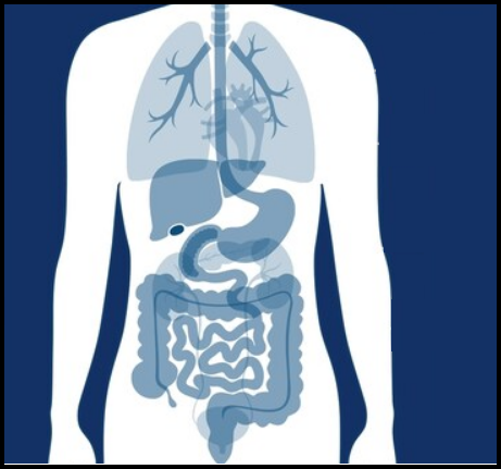 สมดุลลำไส้ กุญแจสำคัญสุขภาพดี