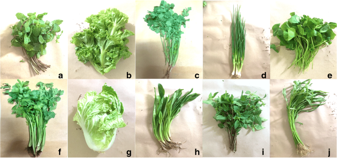 หมอเตือน ล้างผักไม่สะอาด เสี่ยงพยาธิขึ้นสมอง
