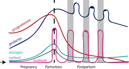 ผื่นหลังคลอด
