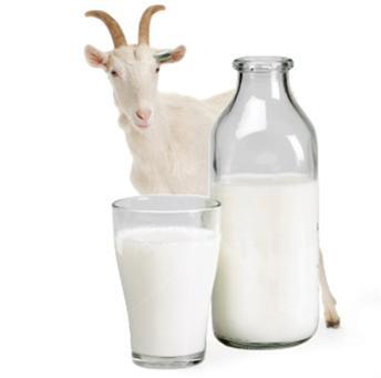 นมแพะมีประโยชน์อย่างไร